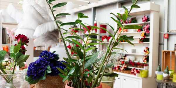 ZZ plant : la touche déco qui change tout