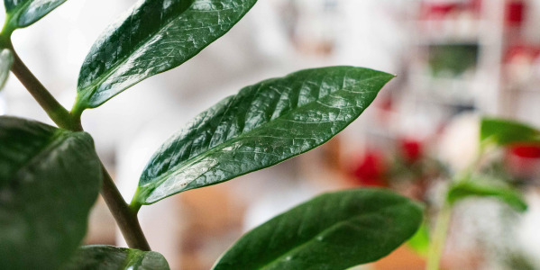 Les bienfaits insoupçonnés de la ZZ plant