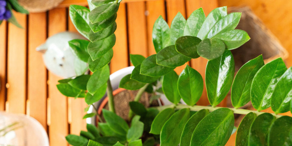 Choisir sa Zamioculcas zamiifolia : taille et variété
