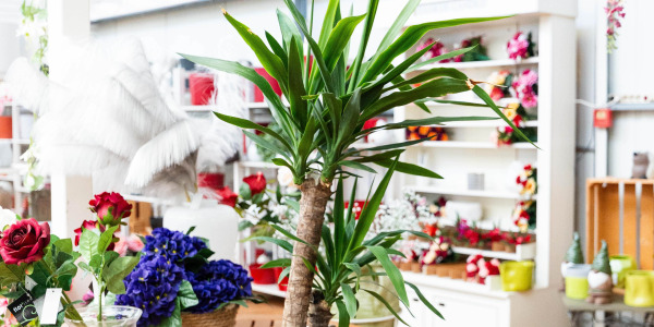 Le Yucca elephantipes : une plante graphique et robuste