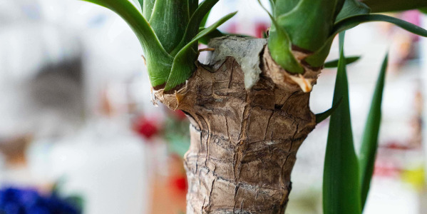 Comment entretenir un Yucca elephantipes en intérieur ?
