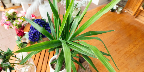 Yucca elephantipes : une plante d’intérieur aux vertus déco