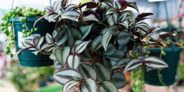 Comment bien entretenir une Tradescantia zebrina ?