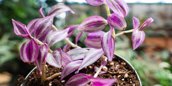 Les bienfaits insoupçonnés de la Tradescantia zebrina