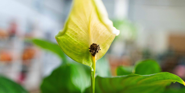Spathiphyllum wallisii ‘Bellini’ : la plante fleurie élégante