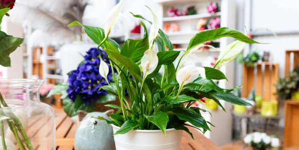 Entretien du Spathiphyllum wallisii ‘Bellini’