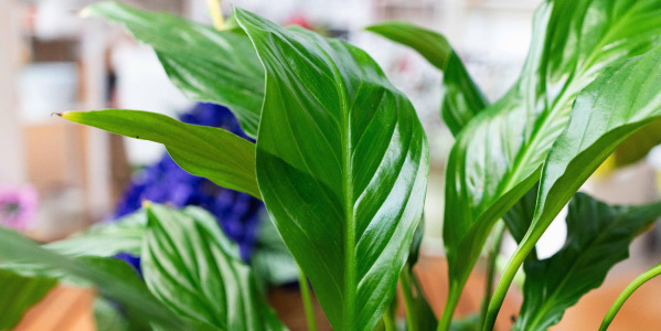 Spathiphyllum wallisii ‘Bellini’ : une touche décorative et élégante