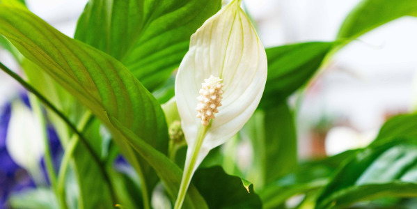 Les bienfaits du Spathiphyllum wallisii ‘Bellini’