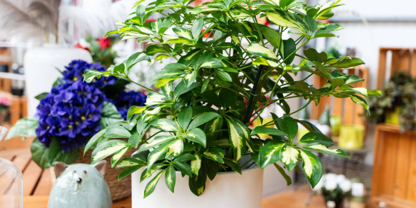 Schefflera arboricola : l’arbre parapluie nain qui séduit les intérieurs