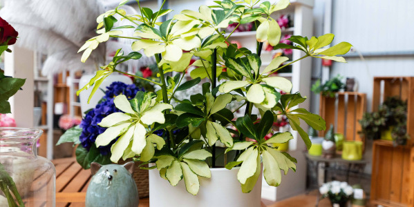 Comment entretenir un Schefflera arboricola en intérieur ?
