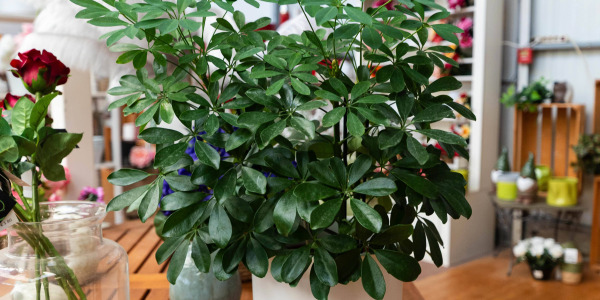 Le Schefflera arboricola, une plante décorative et polyvalente
