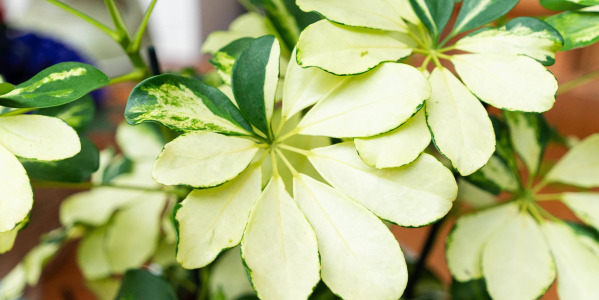 Les bienfaits du Schefflera arboricola dans votre intérieur