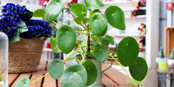 Comment Entretenir un Pilea peperomioides : Arrosage, Lumière et Rempotage