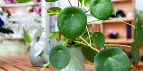 Pilea peperomioides : Les Erreurs à Éviter pour une Plante Épanouie