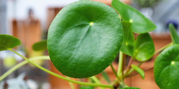 Décorer son Intérieur avec le Pilea peperomioides : Astuces et Inspirations