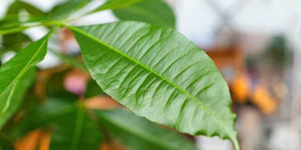 Les Erreurs à Éviter avec le Pachira aquatica : Garantir une Plante en Pleine Santé
