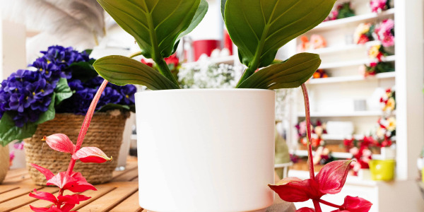 Medinilla magnifica : Origine et Découverte de la Plante Méduse