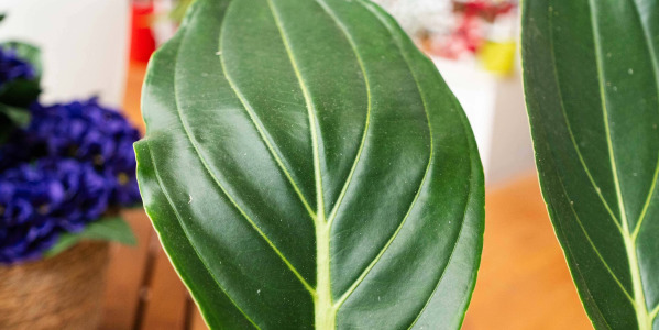 Medinilla magnifica et l’Art du Rempotage : Étapes et Astuces