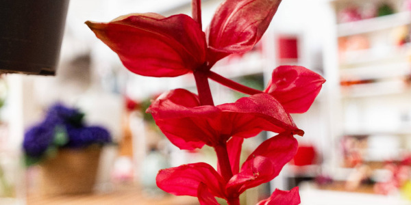 Associer la Medinilla magnifica avec d’Autres Plantes pour un Intérieur Exotique