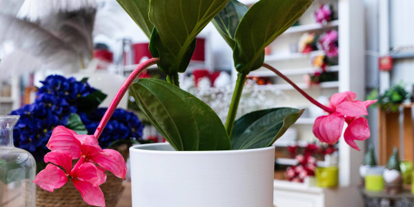 Les Problèmes Courants de la Medinilla magnifica et Comment les Éviter