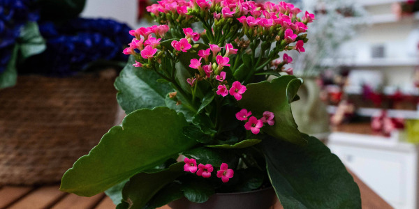Le Cycle de Vie du Kalanchoe calandiva : De la Floraison au Repos