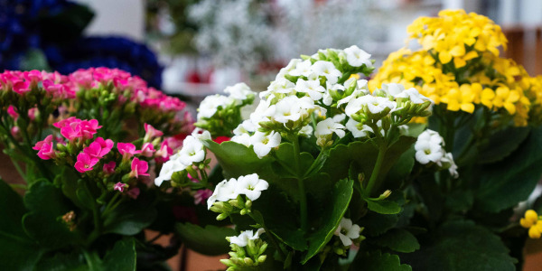 Kalanchoe calandiva : Une Plante Idéale pour Offrir