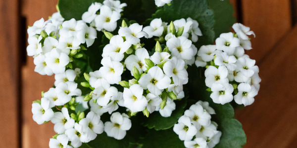 Problèmes Courants et Solutions pour le Kalanchoe calandiva