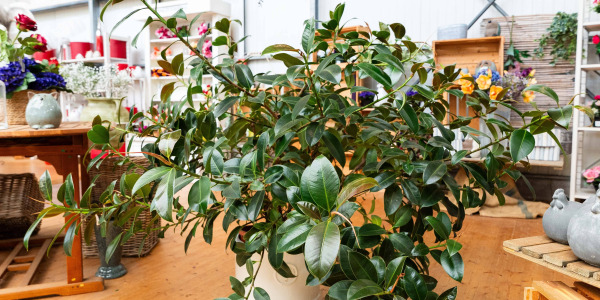 Comment Entretenir le Ficus elastica ‘Melany’ de Manière Durable