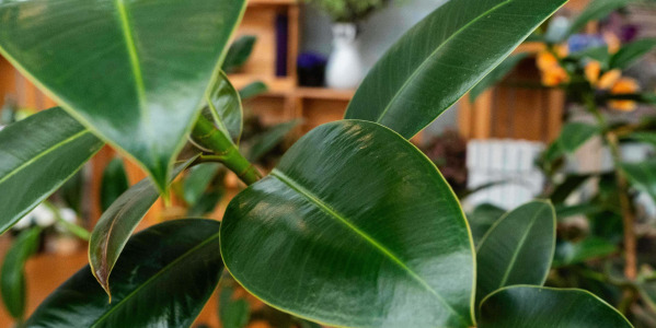 Ficus elastica ‘Melany’ et la Biodiversité Intérieure  Méta description :