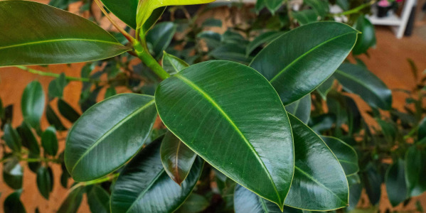 Erreurs Courantes à Éviter avec le Ficus elastica ‘Melany’