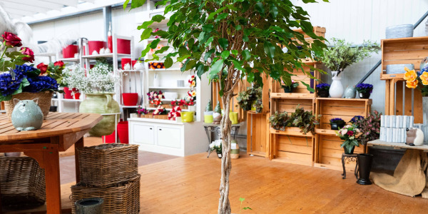 Comment Entretenir le Ficus benjamina ‘Exotica’ de Manière Durable