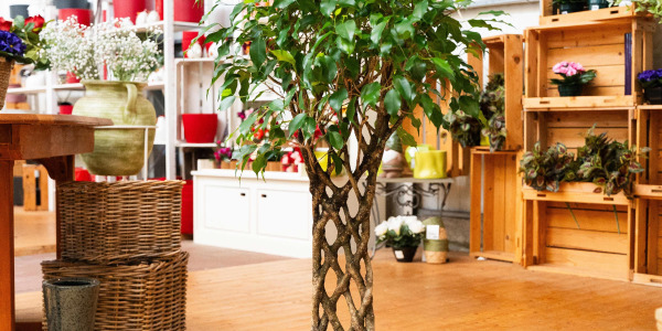 Erreurs Courantes à Éviter avec le Ficus benjamina ‘Exotica’