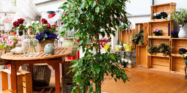 Décorer Intérieur et Bureau avec le Ficus benjamina ‘Exotica’