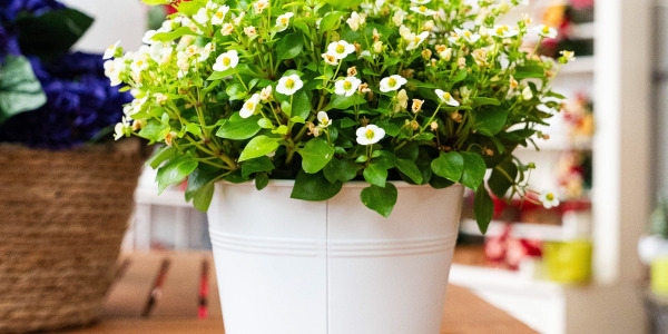 Exacum affine : Une Plante Parfumée Idéale pour Balcons et Terrasses