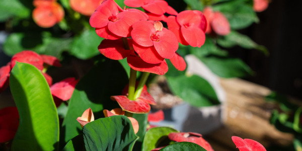 Comment Entretenir l’Euphorbia milii de Manière Éco-responsable