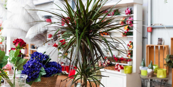 Plante Purificatrice et Bienfaits pour la Maison