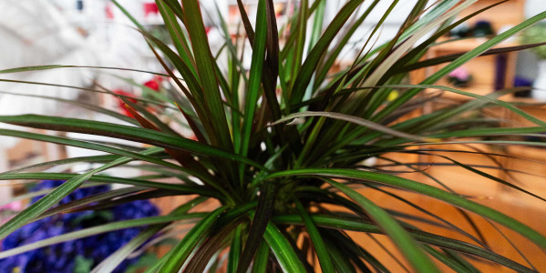 Dracaena : Guide de Culture en Pots et Jardinières Éco-friendly