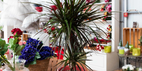 Combiner le Dracaena avec d’Autres Plantes pour un Intérieur Éco-friendly