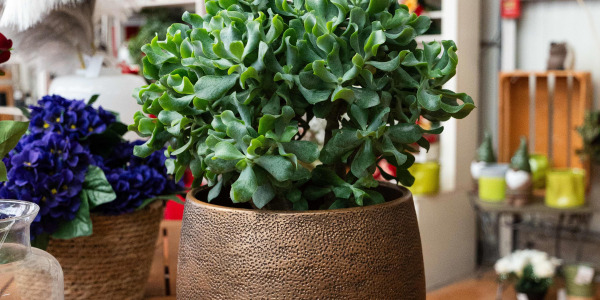 Crassula arborescens : Origine, Caractéristiques et Atouts Écologiques
