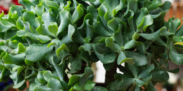Crassula arborescens : Une Plante Idéale pour les Intérieurs Sains
