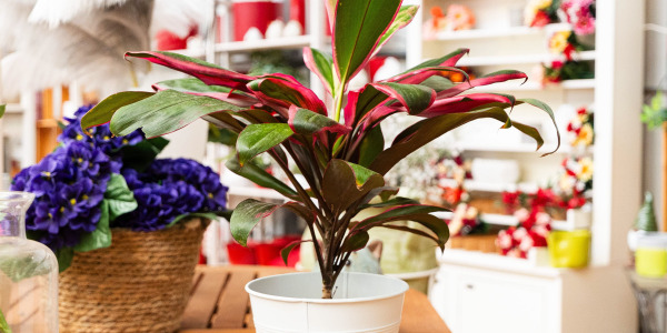 Cordyline fruticosa : Tout savoir sur la plante d’intérieur exotique