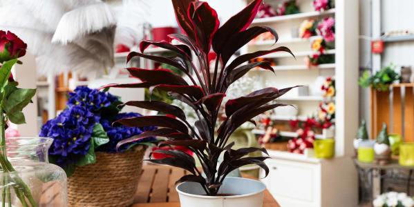Entretien de la Cordyline d’intérieur : arrosage, lumière et rempotage