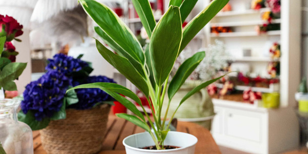 Cordyline fruticosa : bienfaits et symbolique d’une plante tropicale