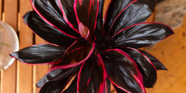 Décorer son intérieur avec une Cordyline : idées et inspirations