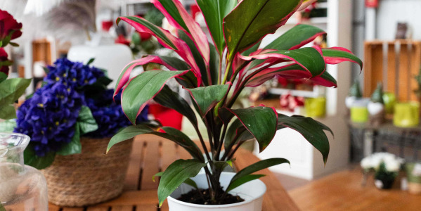 Maladies et problèmes fréquents de la Cordyline d’intérieur