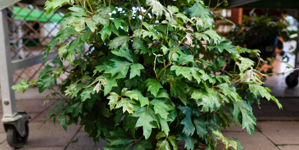 Le Cissus rotundifolia 'Ellen Danica' en suspension : astuces pour un effet retombant spectaculaire