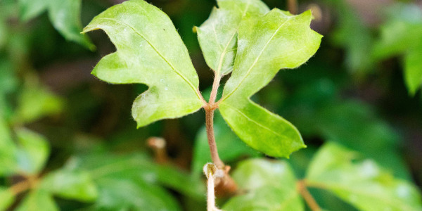 Origines et histoire du Cissus rotundifolia 'Ellen Danica' : une vigne tropicale dans nos intérieurs