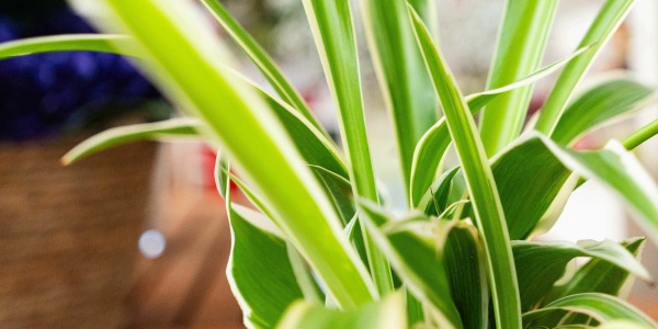 Chlorophytum laxum et bienfaits dépolluants : une plante purificatrice d’air
