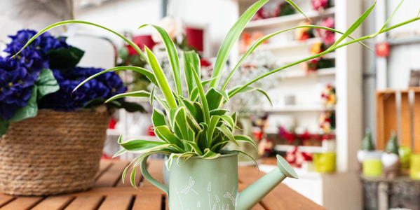 Décorer son intérieur avec un Chlorophytum laxum : idées et inspirations