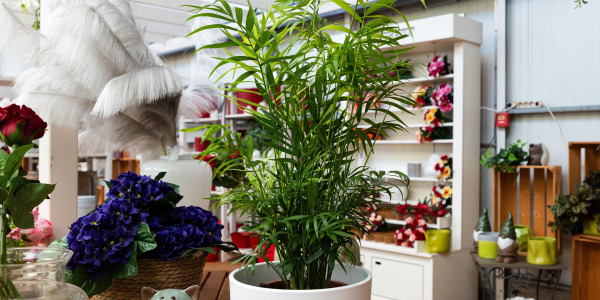 Décorer son intérieur avec un Chamaedorea elegans : idées et inspirations